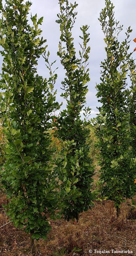 Ouercus robus 'Fastigiata', kartiotammi